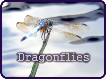 Two dragonflies